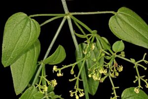 Rubia cordifolia subsp. cordifolia