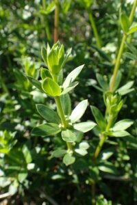 Rubia tenuifolia