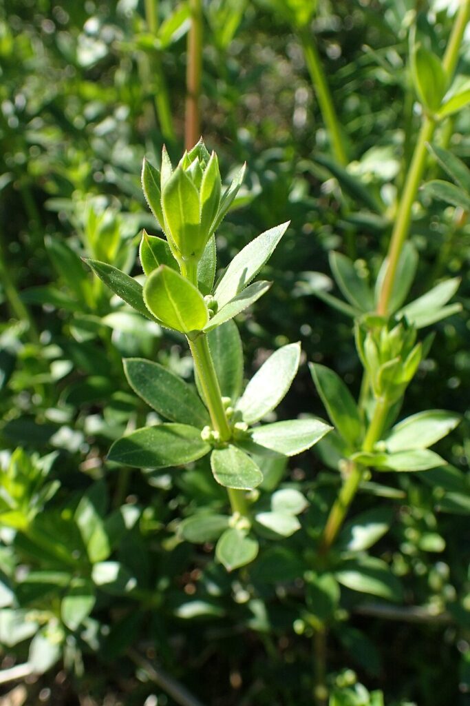 Rubia tenuifolia
