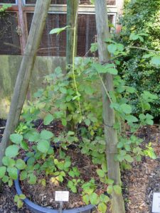 Rubus baruthicus