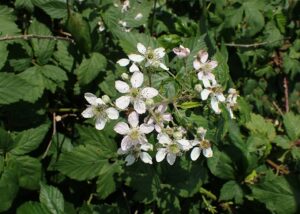 Rubus phyllostachys