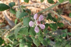 Rubus sanctus