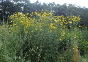 Rudbeckia laciniata
