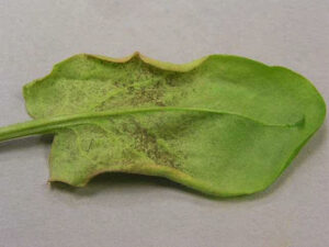 Rumex patientia
