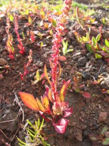Rumex bucephalophorus