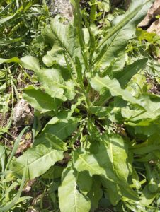 Rumex crispus
