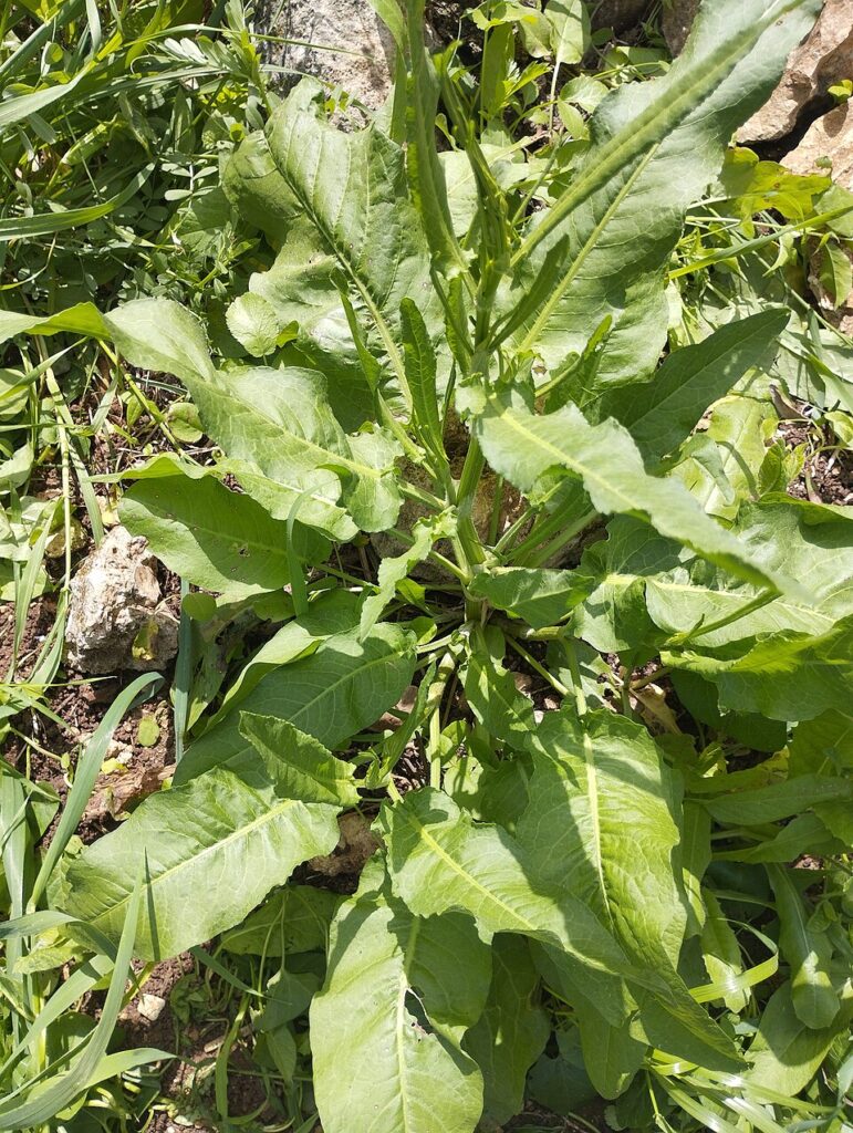 Rumex crispus