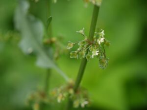 Rumex dentatus