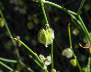 Rumex induratus