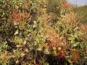 Rumex lunaria