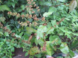 Rumex nepalensis