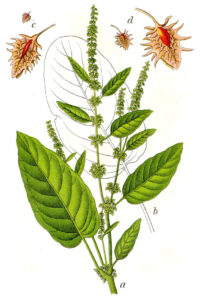 Rumex obtusifolius