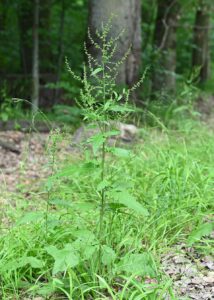 Rumex sanguineus