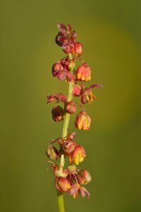 Rumex thyrsiflorus