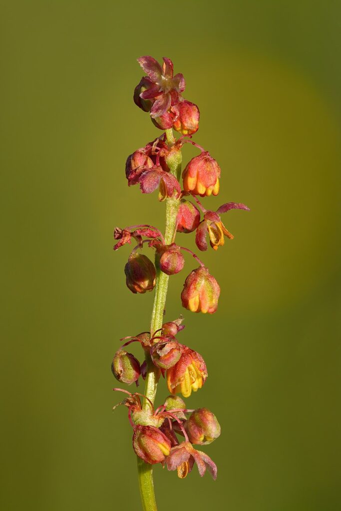 Rumex thyrsiflorus