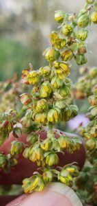 Rumex thyrsoides