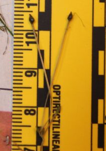 Ruppia cirrhosa