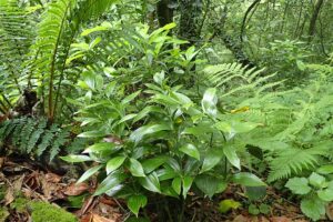 Ruscus colchicus