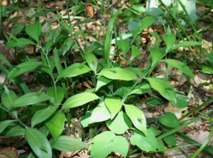 Ruscus hypoglossum