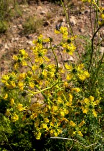 Ruta angustifolia