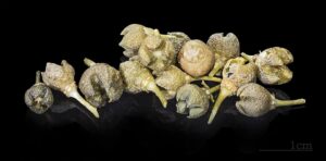 Ruta chalepensis