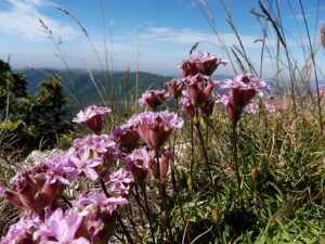 Saponaria caespitosa