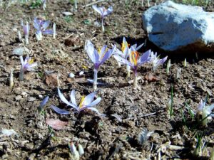 Crocus oreocreticus