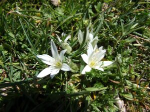 Ornithogalum dictaeum