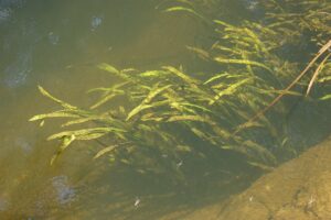 Sagittaria sagittifolia