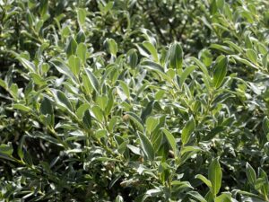 Salix glaucosericea