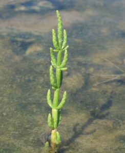 Salicornia procumbens subsp. procumbens