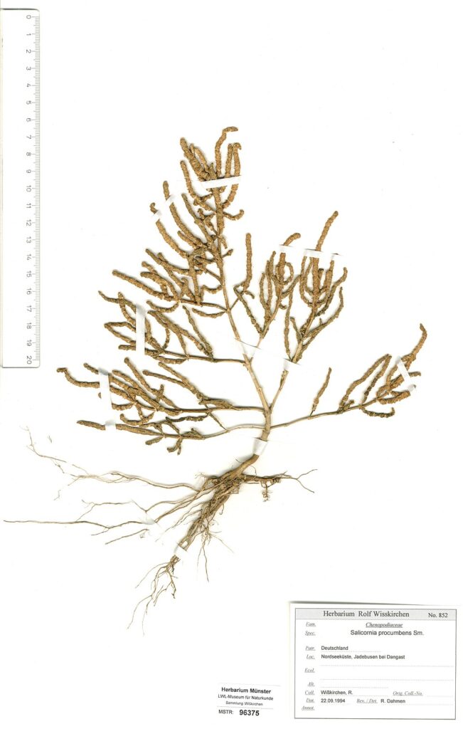 Salicornia procumbens