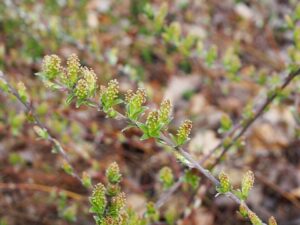 Salix alpina