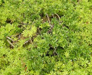 Salix arbuscula