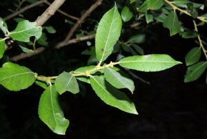 Salix cinerea subsp. cinerea