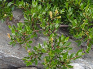 Salix foetida