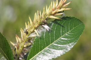 Salix glabra