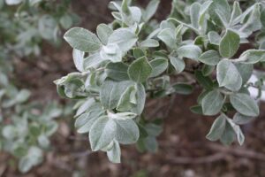 Salix glauca