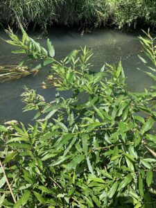 Salix gmelinii