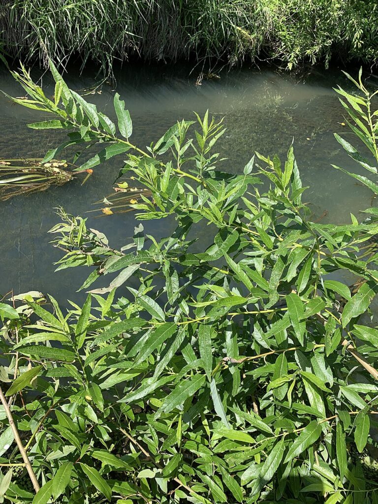Salix gmelinii