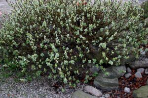 Salix lanata subsp. lanata