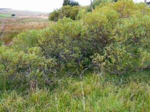 Salix pentandra