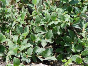 Salix pyrenaica