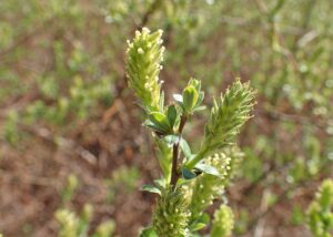 Salix repens