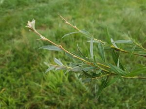 Salix rosmarinifolia subsp. rosmarinifolia