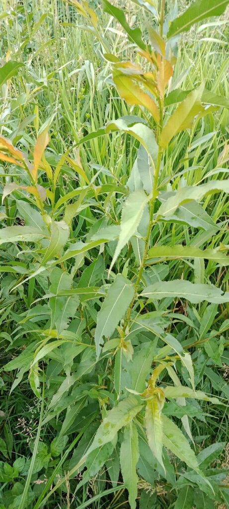 Salix triandra