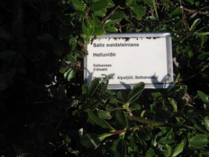 Salix waldsteiniana