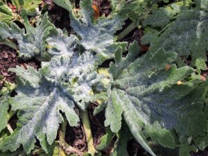 Salvia aethiopis
