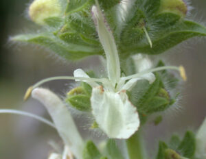 Salvia austriaca