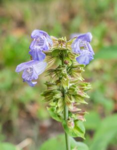 Salvia tomentosa